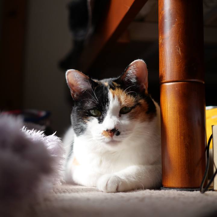 52050721 3bda 4d55 8bcb 1551a2a90a99 1739786405809