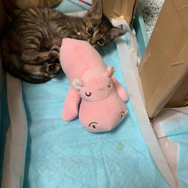 520629e2 ab72 41d5 b97d a0bbdde2ebf7 1558255597712