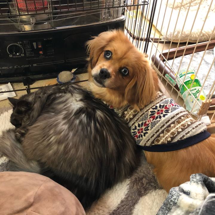 52065c6d 63c8 4cf1 8776 765c6a0df474 1518041713777