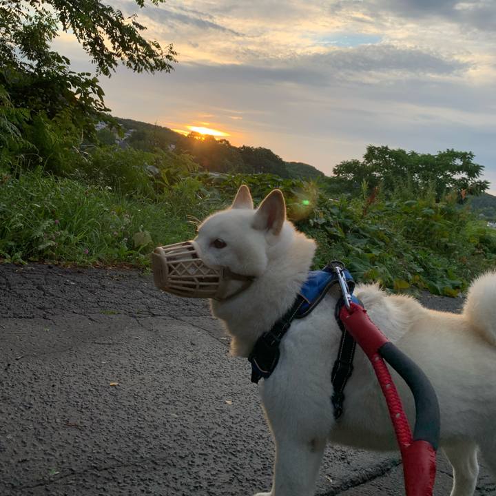 5206d238 60bc 4127 8b4a 431b5d93e287 1659991101107