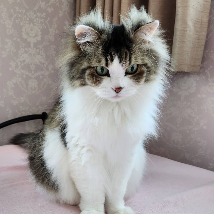 5207ffff 13e8 4b4c bc21 5ff34c647238 1743982871827