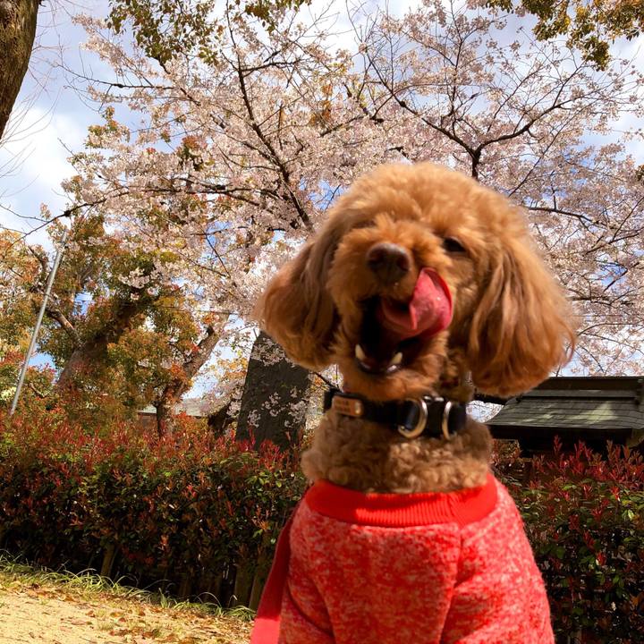 520832a8 0efd 4519 b113 ca86b1077900 1554263471088