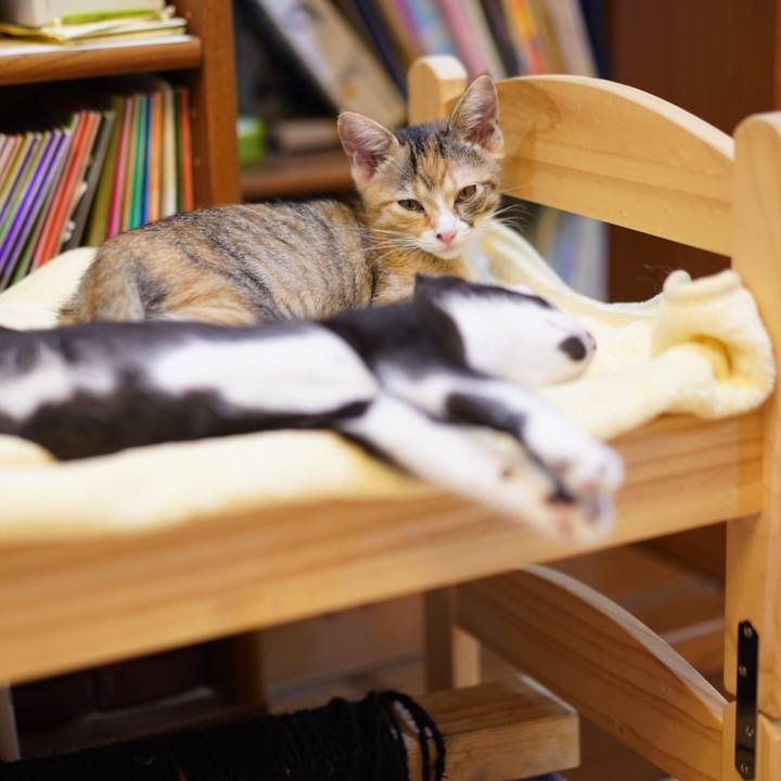 520c4678 91f1 4d4b ac8c 20a6a3367188 1568128158820