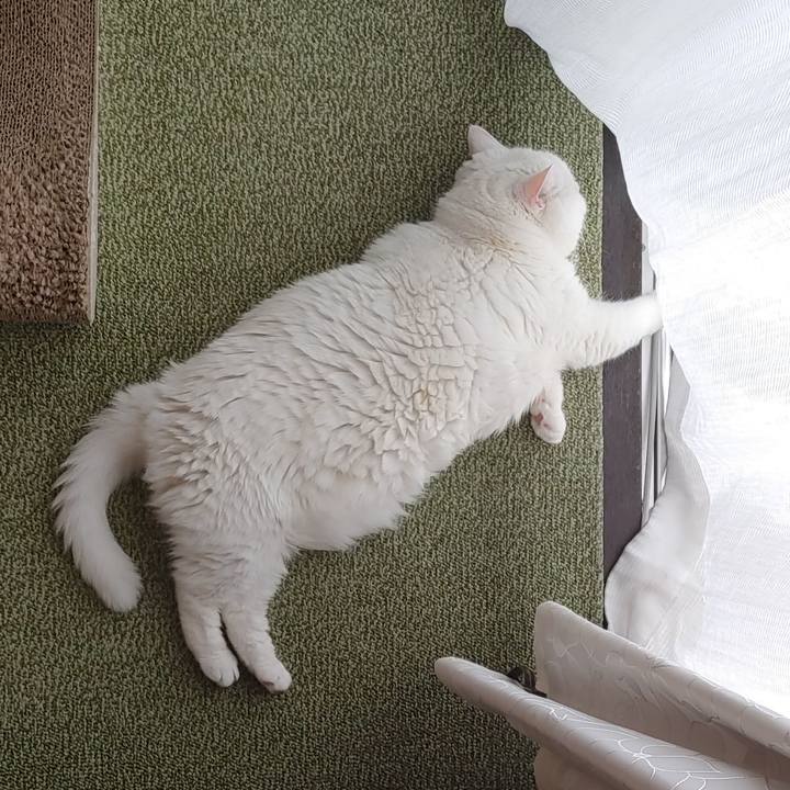 520d2f8c 7b80 4cdc 884a 9b39fc560dd8 1719200732980