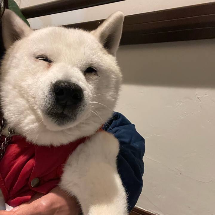 520dd3ab a76f 408a a76c 81232619e248 1736862218573