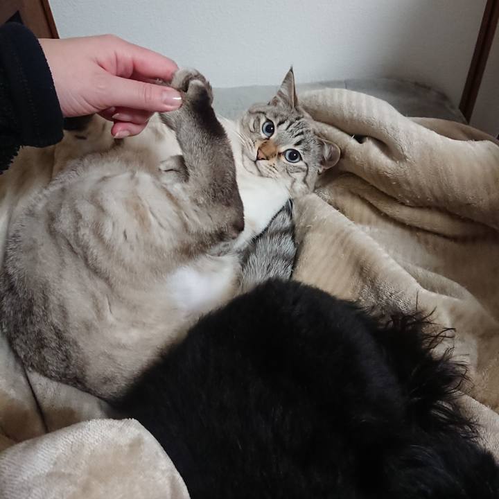 520feb2f 6939 4f5a be71 a581023a8ebd 1550534481779