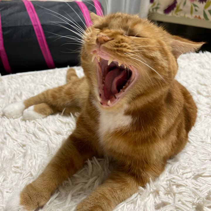 52108d04 fe50 47be 8ce0 7a0190eeeb5a 1628075501354