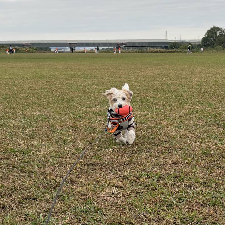 52109486 01c4 4a0e bd52 4a3f305f58a2 1762569539734