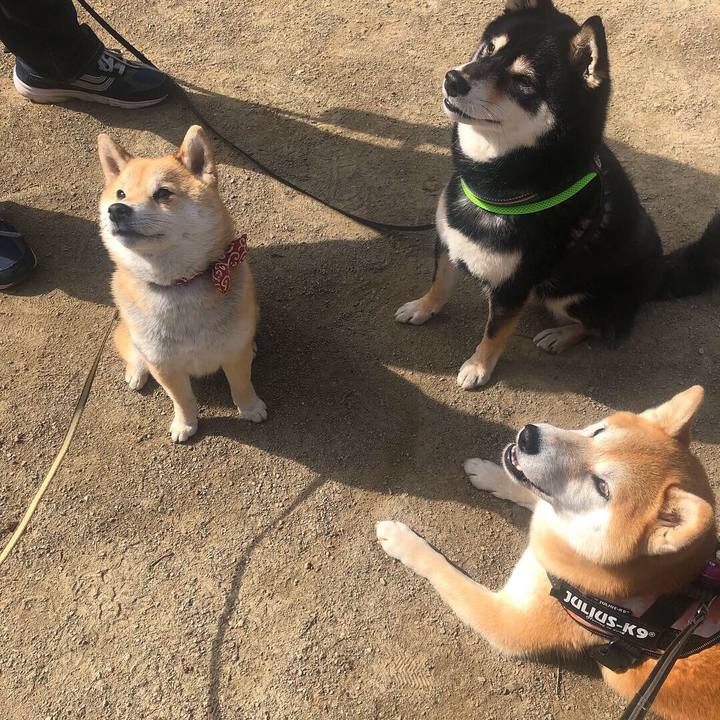 52116ec2 7a11 43f8 82cf 9c3320f72de4 1556071509136