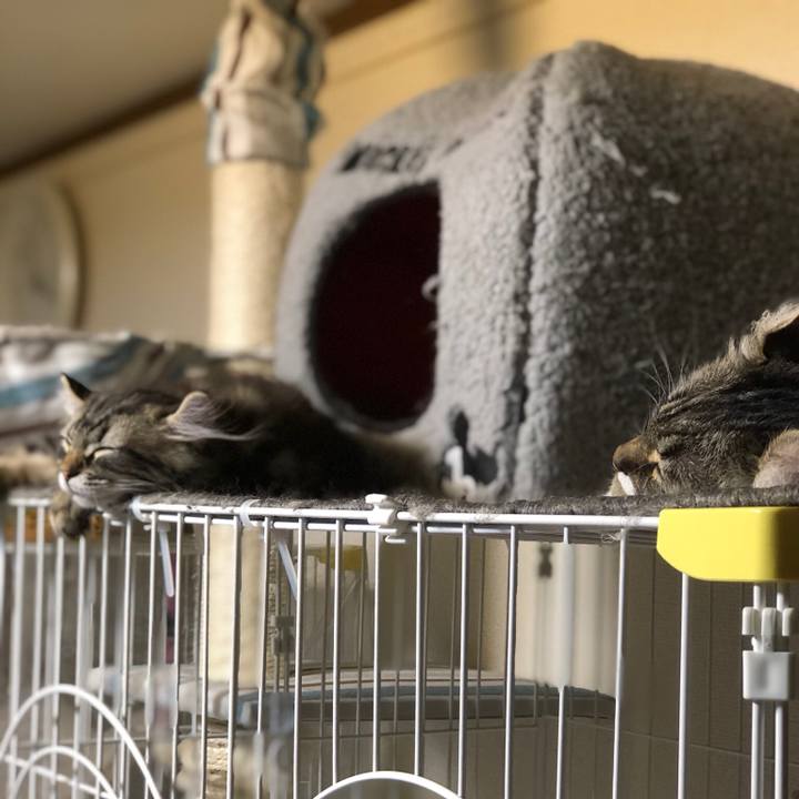 5212a7a4 1e89 420b 9bc4 298b62a7d78e 1555859386585