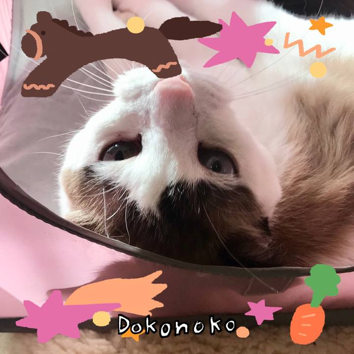 5212bb42 9cab 41ff ada0 33d7f8961d6f 1771993013653