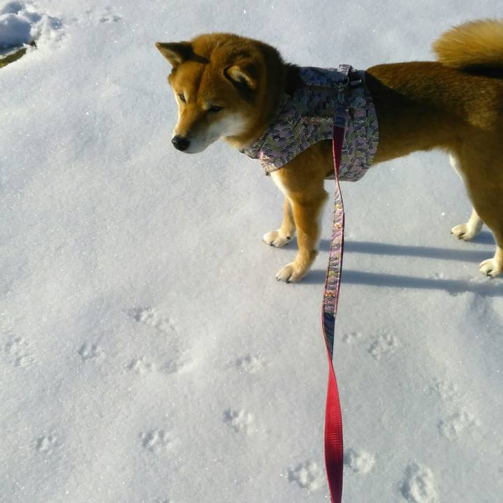 5213204d c248 4f4a 9b56 55d29dca9a9c 1516965183948