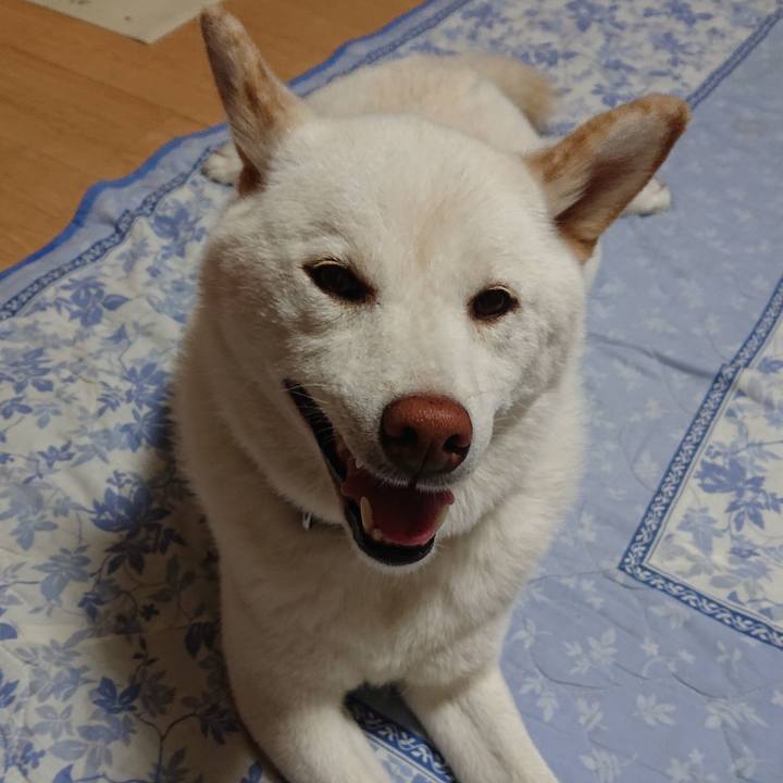 521495c6 0d67 44d6 926c 103bedd14207 1587994010350