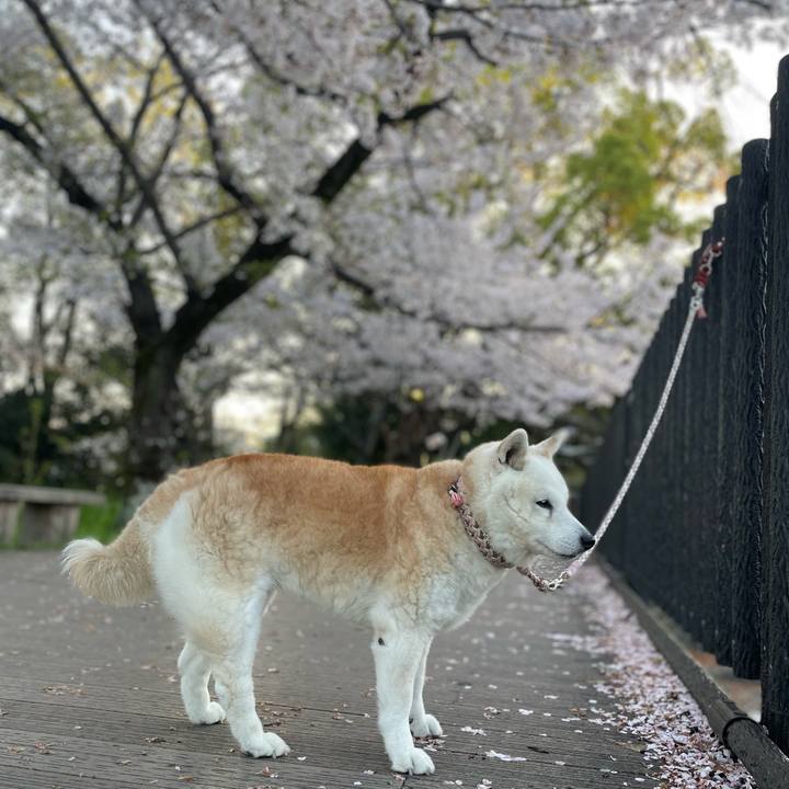 52149cc1 cc0c 41cd a36c adb525ac7575 1712702704508