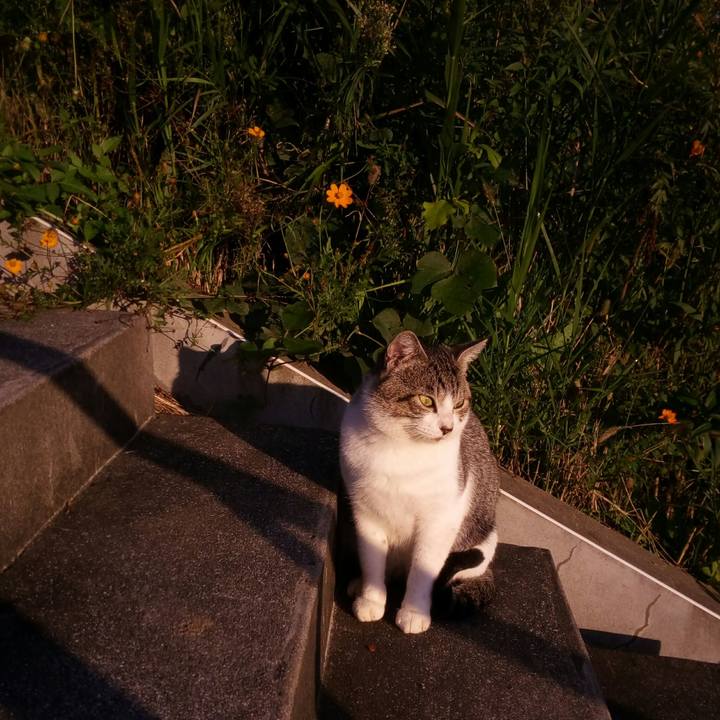 5215995c 71bc 4f03 80d6 a2e1d390da2c 1509408353224