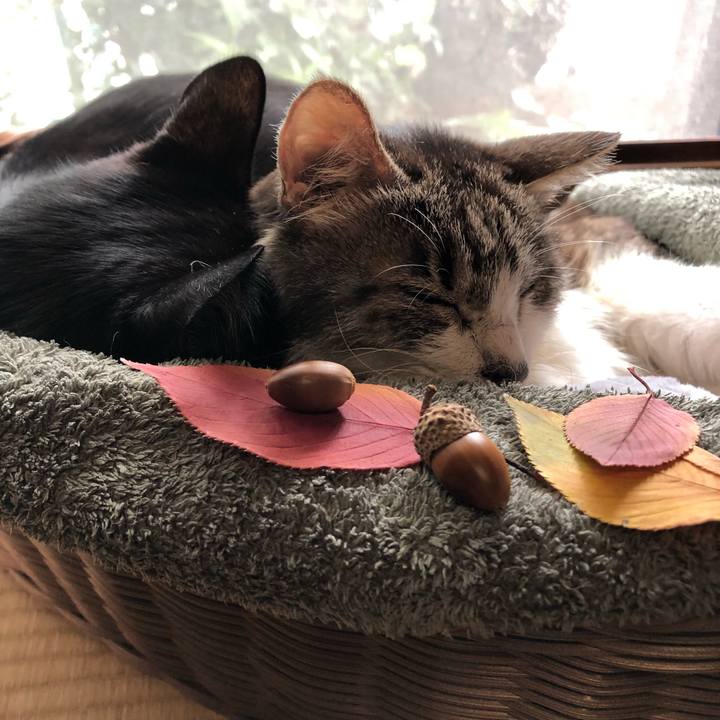 5218b5e7 1bcd 455b bc56 0603e0ebf7dd 1572144011868