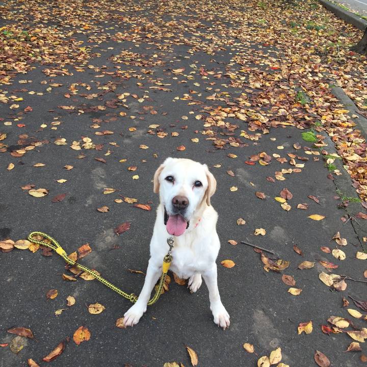 52192472 a862 401b 9bc7 8156702f33b1 1541596754528