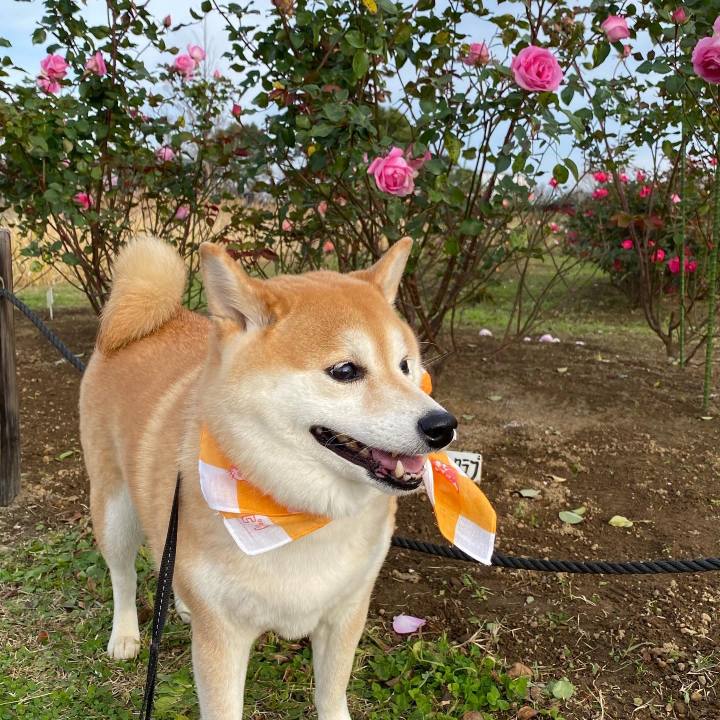 52199d4b a73a 4274 a529 faab40d1c4f5 1609170580919