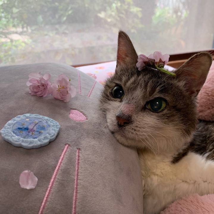 521a0aa7 6376 4279 8c5d 45a2f4b16d43 1555459260311