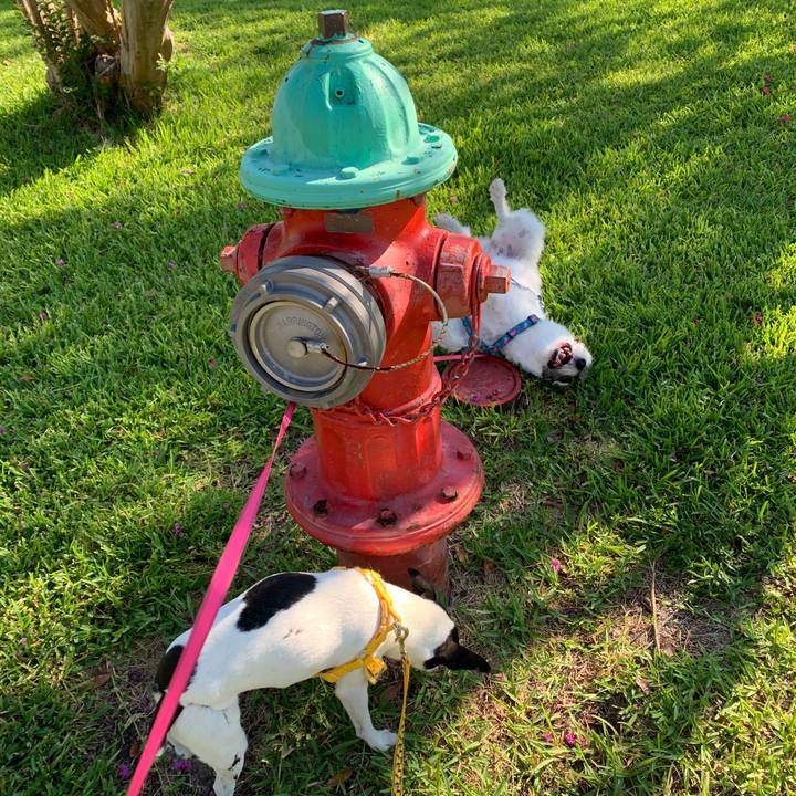 521ac617 fbf7 4268 9471 3ee53bea1d3e 1598703363108