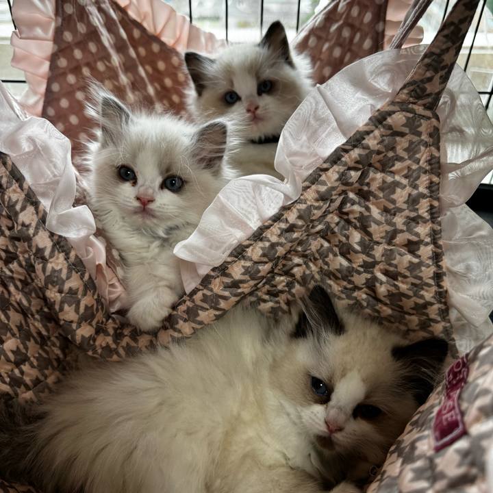 521c0c2b 11e6 461b b229 0a7b1af946dd 1768958656712