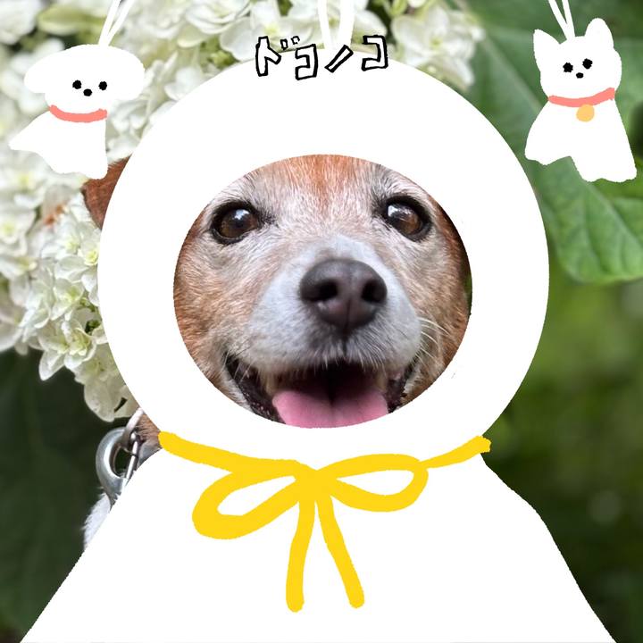 521dd0c4 f535 406c 8491 b25e7139504c 1781936879376