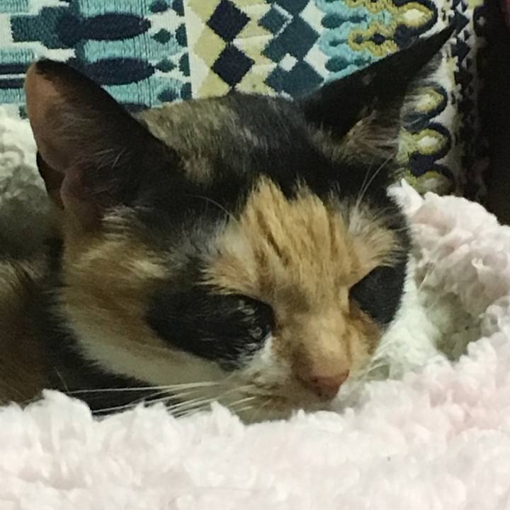 521fcd3d 607f 47e4 9378 ddd209b52e5c 1508928104322