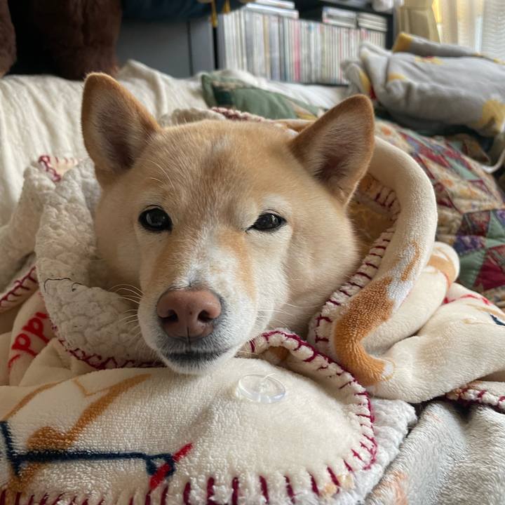 52207aff 1b50 42bc 9644 37b83fc34dd1 1701232416548