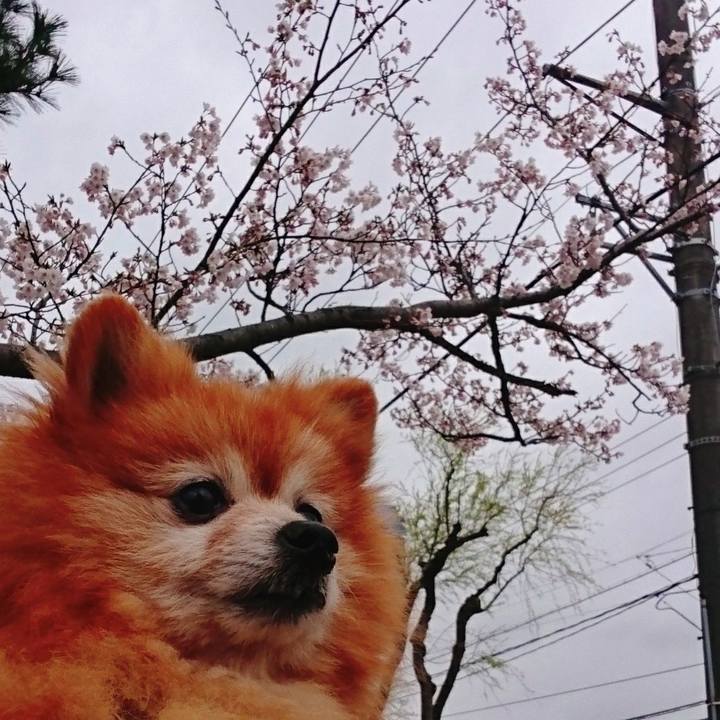 52211885 6464 43b4 932f a67eef92c2e0 1554696861322