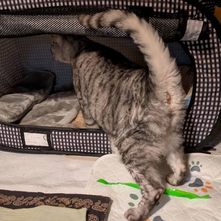 522417e3 7d66 4a31 b5cc 45446beb1ba7 1759856700628