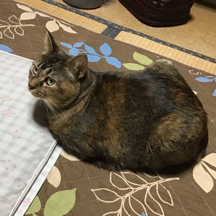 52248293 6b38 4c3f 8503 a866432f9031 1762668459547