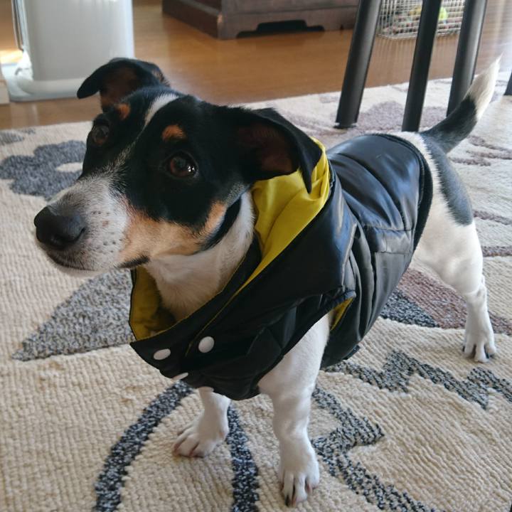 52248d0e dbdd 449d adf1 f7c38ee405e8 1546133399568