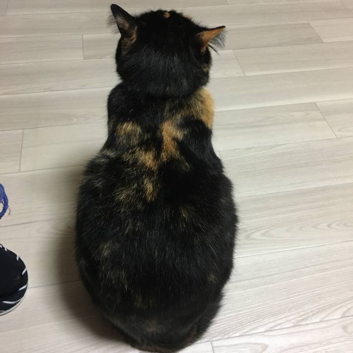 5225d3b6 ef4f 47ba 9438 36c405bf6392 1513514316052