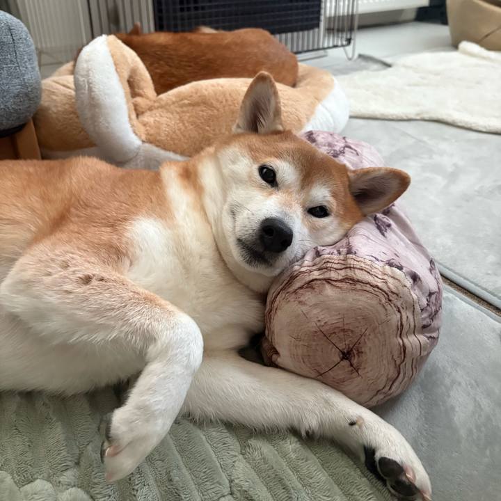 5226f7b7 aa2e 42d6 9a23 134df404287d 1764973260697