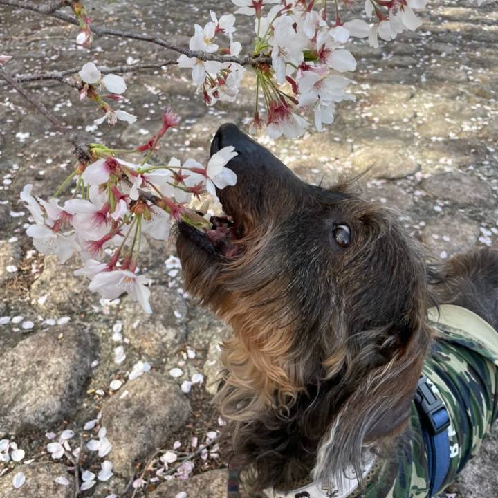 52292236 0d74 47d9 9fcc 1870c4aa2dba 1617186610370