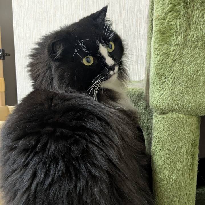 522c119a 4413 4311 b36b 161497772c53 1758457238523