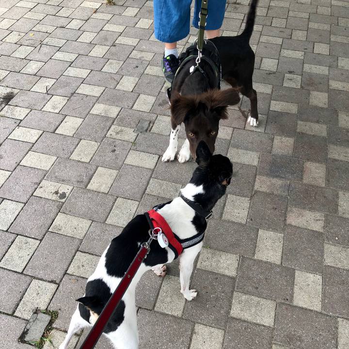 522ffda9 11c7 4b38 8d85 66c47fed2b52 1561779898770