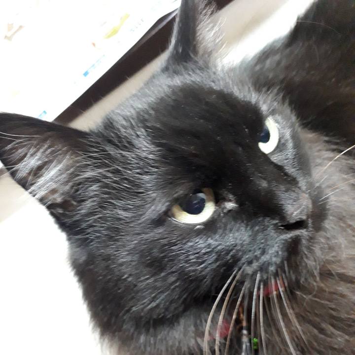 5230cb15 8d9a 4c01 ace7 b61d52ea0282 1519595590088