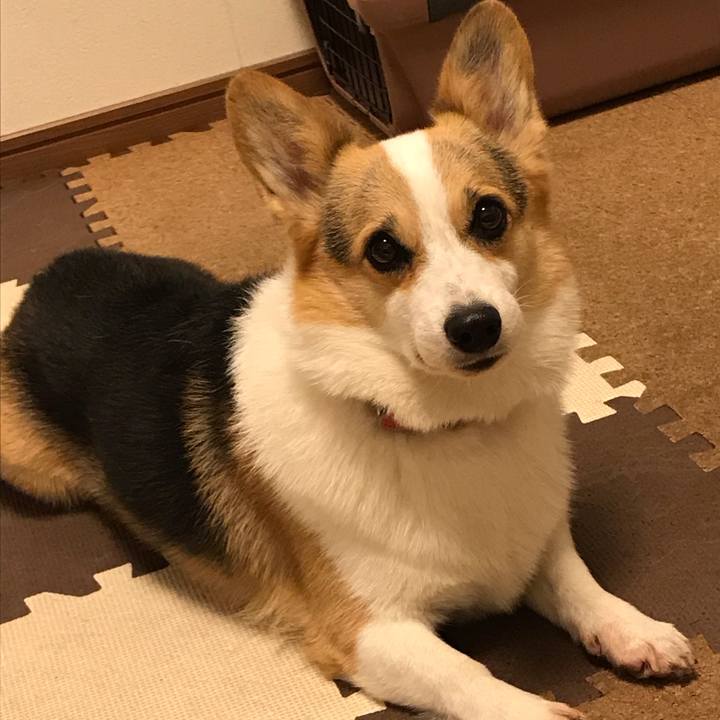 52329768 c350 4556 a20b 19901b444ed0 1543658950516