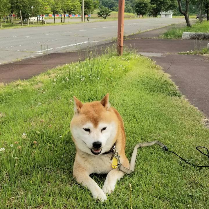 5233204d 76f4 4e0a 801c 40a0319e23de 1623399330163