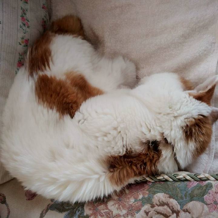 52332c00 3718 4be8 84bf ff6f0e6e2639 1617860212482