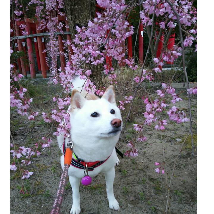 52352bc1 74bf 4610 b985 91292483e1c5 1554801662822