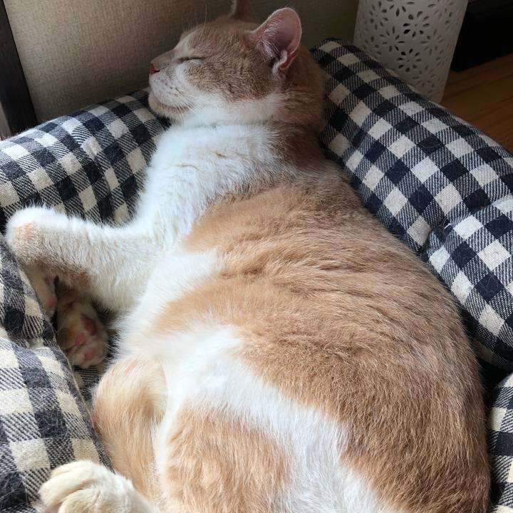 52354f2c 5dfe 4e91 a321 7e4d94dc2719 1531617190816