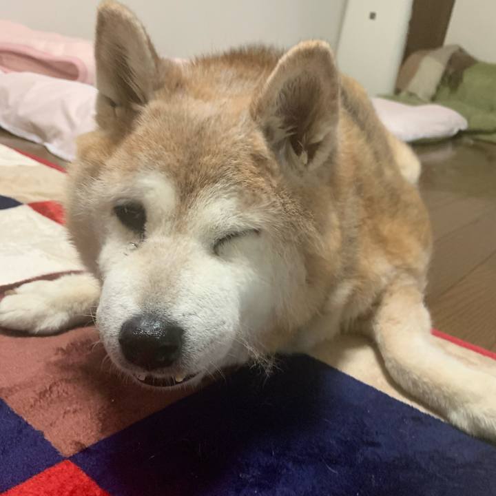 52355438 a660 46d8 9864 513f682929d7 1656166850920