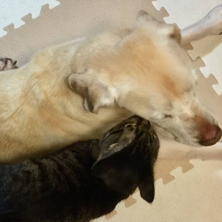 52359574 d479 4c00 9501 265764373924 1513332870411