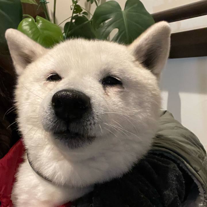 523687a3 6a7a 4eef 9bfd 782b4375dbcf 1736253807739