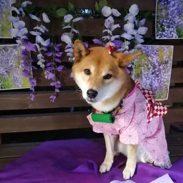 52387c76 2dae 4732 be49 08a806d190c2 1621075460251