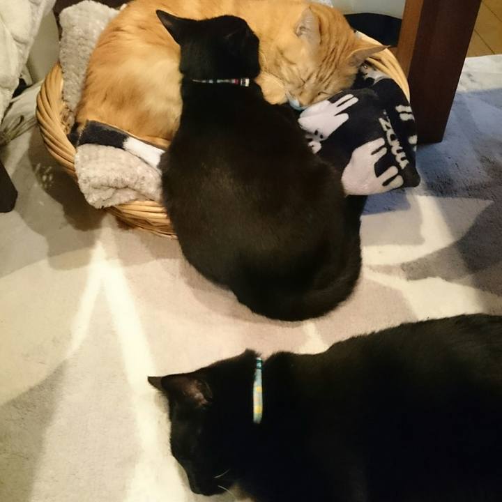 5238ef0d 6599 4205 a572 042e72f3d1ee 1517359141926