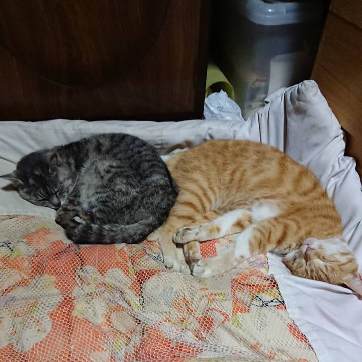 523d575e c9c0 48bf 884e ceb86709f28e 1591187020421