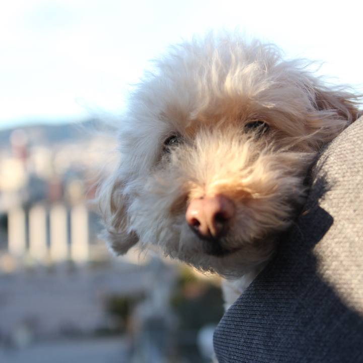 523dd067 8a1e 405d 8888 f48b234f568d 1517322123894